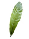 BirdÃ¢â¬â¢s nest fern leaf with drops isolated on white background. Royalty Free Stock Photo